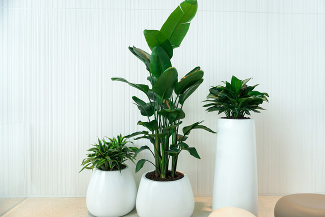 写字楼植物租赁