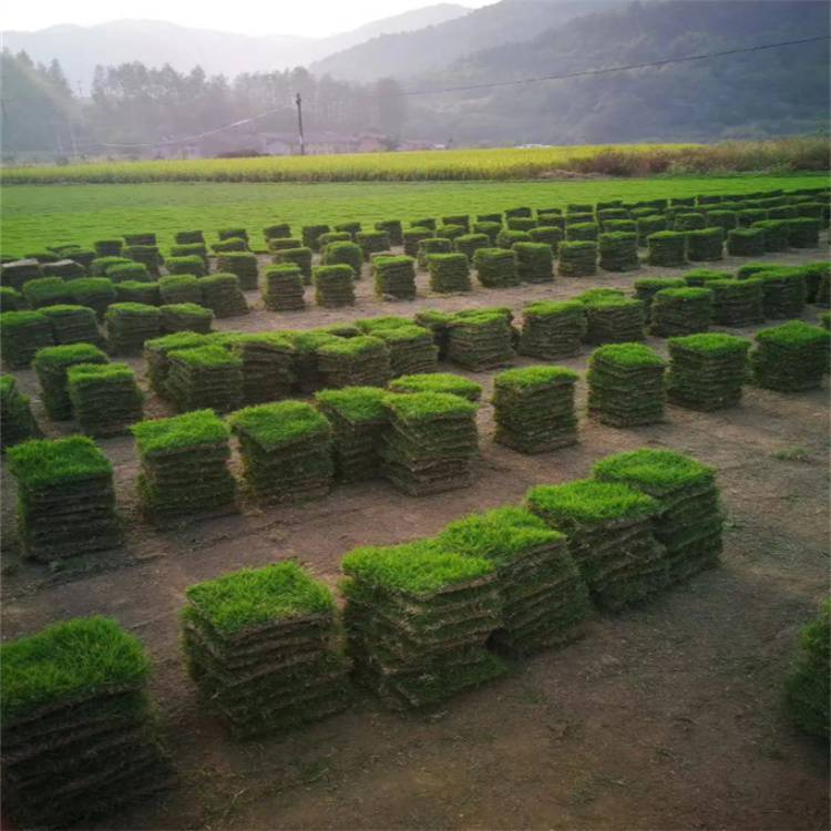惠州兰引三号草卷 有草坪买卖 生命力旺盛约3.50元,约3.40元,约3.30元(图9)