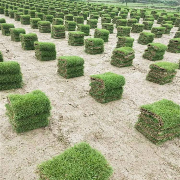 惠州兰引三号草卷 有草坪买卖 生命力旺盛约3.50元,约3.40元,约3.30元(图3)