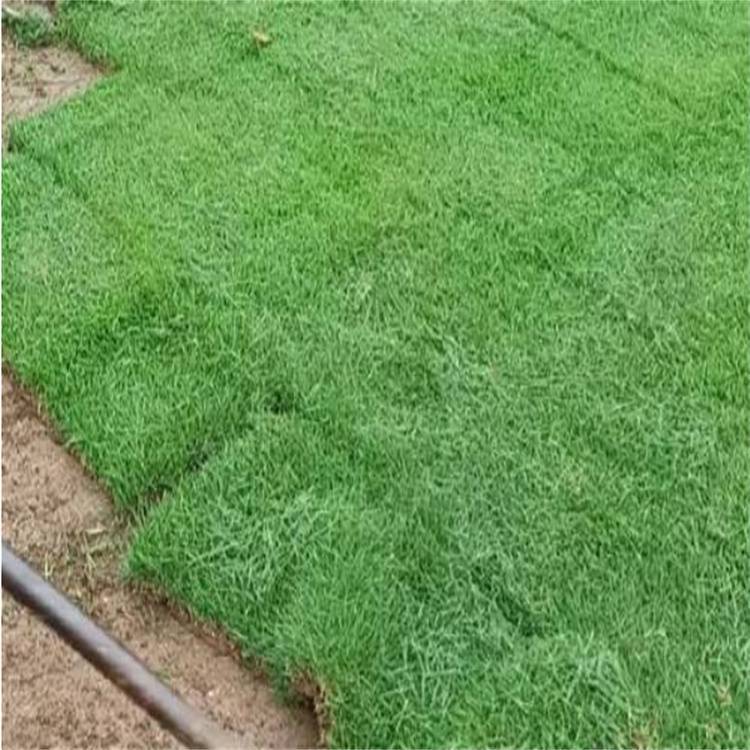 惠州兰引三号草卷 有草坪买卖 生命力旺盛约3.50元,约3.40元,约3.30元(图10)
