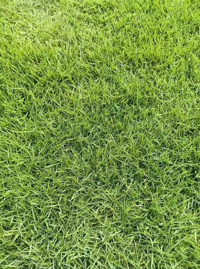 专业种植兰引三号草  兰引三号草批发价格约3.00元(图2)
