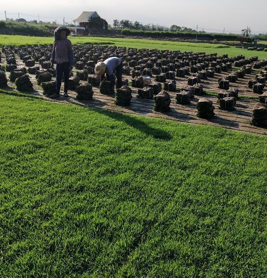 专业种植兰引三号草  兰引三号草批发价格约3.00元(图3)