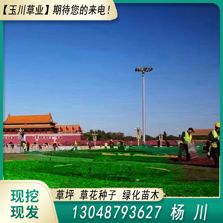 玉川草坪 自产自销 马尼拉 百慕大 果岭草 兰引三号约3.86元(图1)