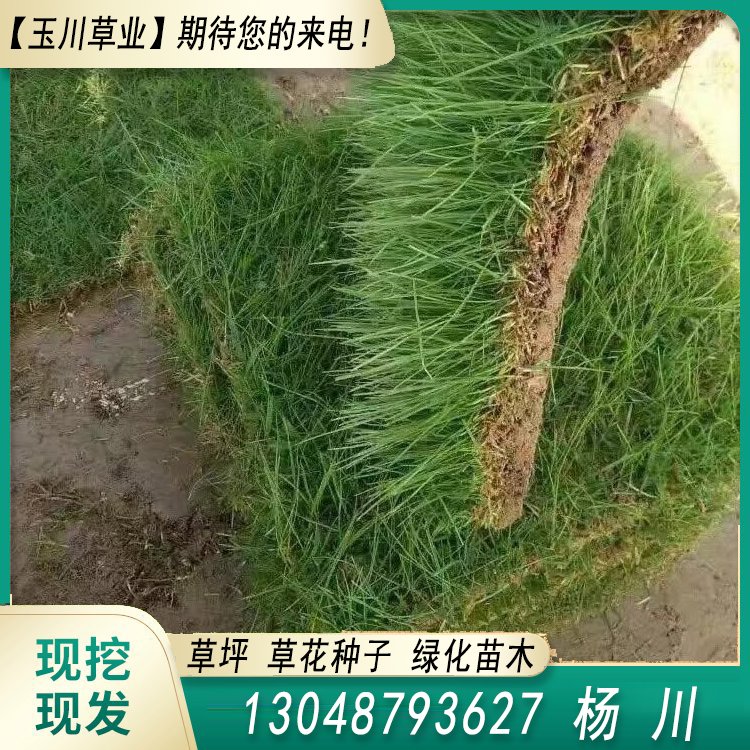 玉川草坪 自产自销 马尼拉 百慕大 果岭草 兰引三号约3.86元(图2)