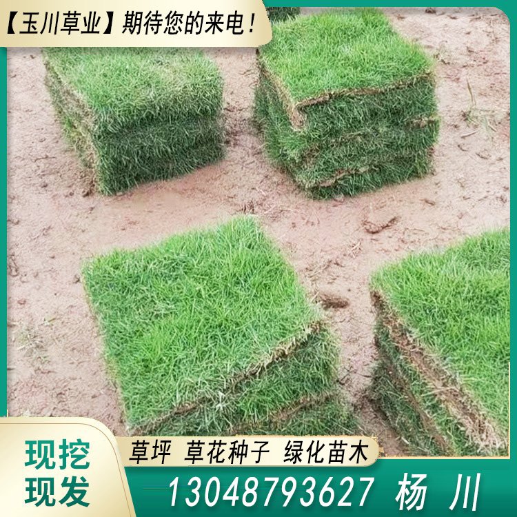 玉川草坪 自产自销 马尼拉 百慕大 果岭草 兰引三号约3.86元(图3)