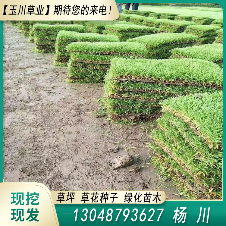玉川草坪 自产自销 马尼拉 百慕大 果岭草 兰引三号约3.86元(图4)