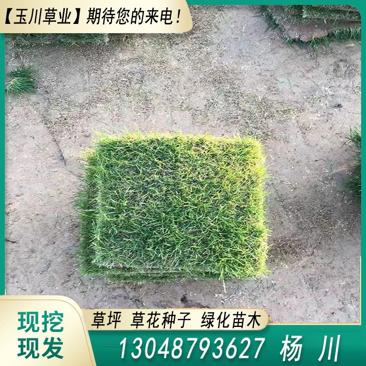 玉川草坪 自产自销 马尼拉 百慕大 果岭草 兰引三号约3.86元(图5)