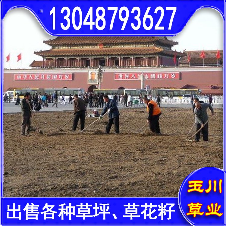 玉川草坪 自产自销 马尼拉 百慕大 果岭草 兰引三号约3.86元(图9)