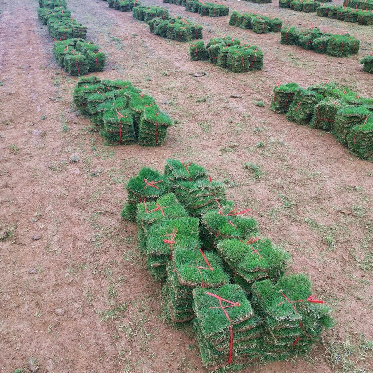 河源绿化草皮基地 兰引三号 大叶油草 老鹰草 台湾青草约3.60元(图2)