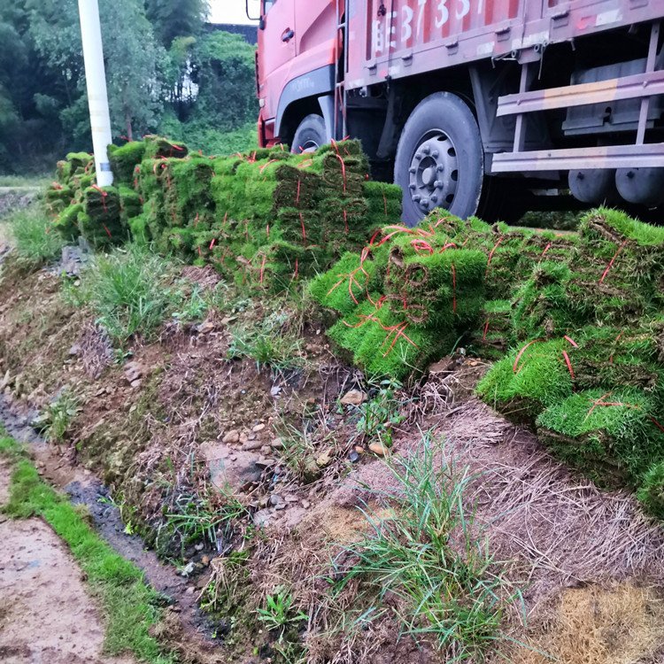 河源绿化草皮基地 兰引三号 大叶油草 老鹰草 台湾青草约3.60元