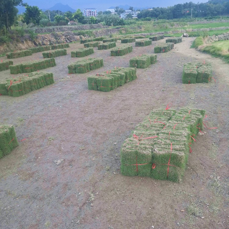河源绿化草皮基地 兰引三号 大叶油草 老鹰草 台湾青草约3.60元(图5)