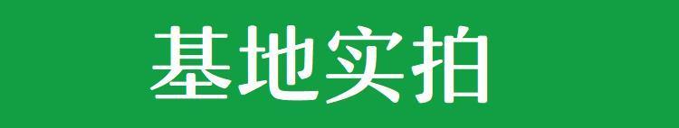 河源绿化草皮基地 兰引三号 大叶油草 老鹰草 台湾青草约3.60元(图7)