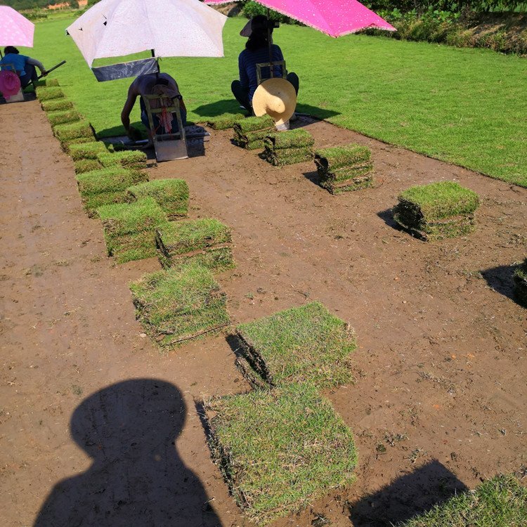 河源绿化草皮基地 兰引三号 大叶油草 老鹰草 台湾青草约3.60元(图11)