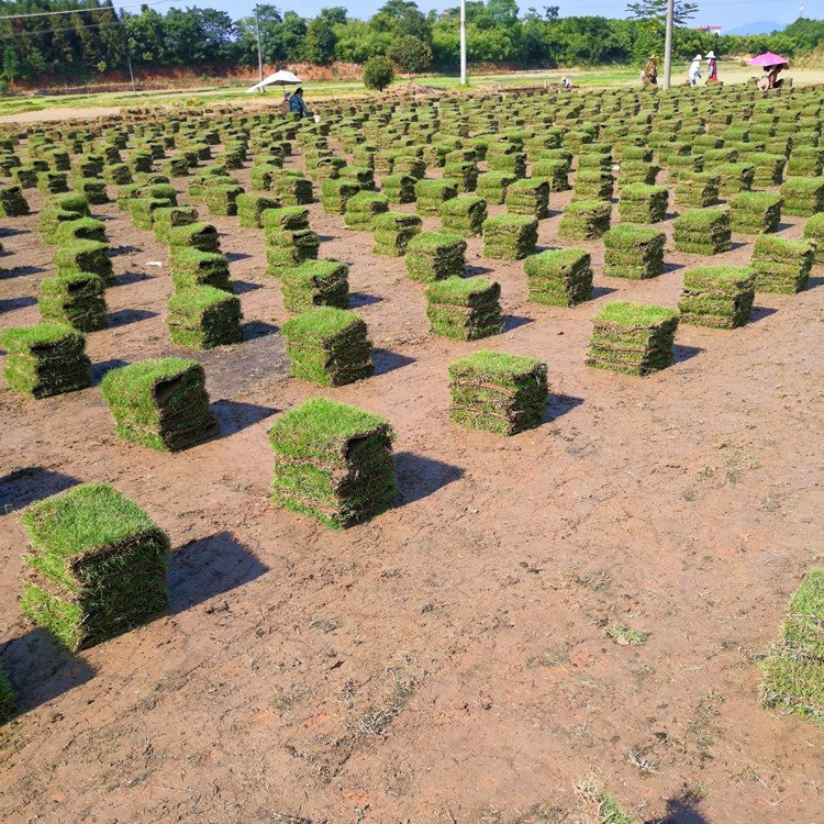 河源绿化草皮基地 兰引三号 大叶油草 老鹰草 台湾青草约3.60元(图12)