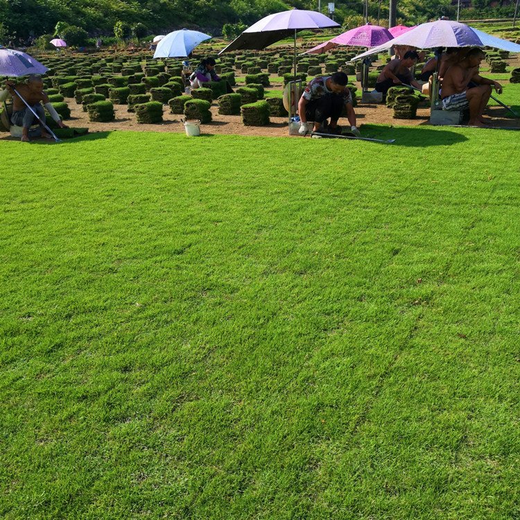 河源绿化草皮基地 兰引三号 大叶油草 老鹰草 台湾青草约3.60元(图15)