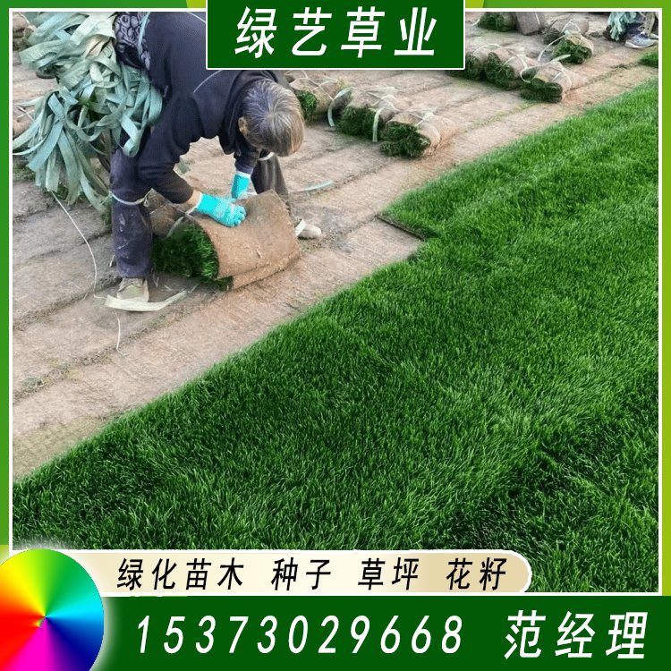 兰引三号草皮 足球运动场草卷 大量批量供应结缕兰引三号草约3.98元,约3.88元,约3.68元(图1)