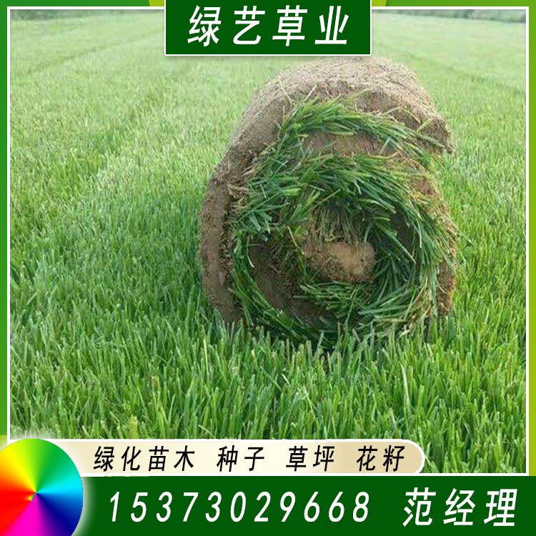 兰引三号草皮 足球运动场草卷 大量批量供应结缕兰引三号草约3.98元,约3.88元,约3.68元(图2)