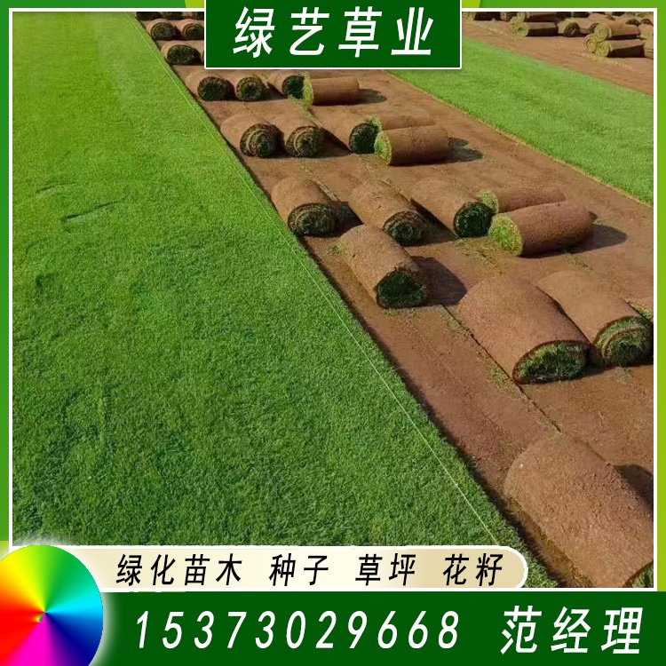 兰引三号草皮 足球运动场草卷 大量批量供应结缕兰引三号草约3.98元,约3.88元,约3.68元(图6)