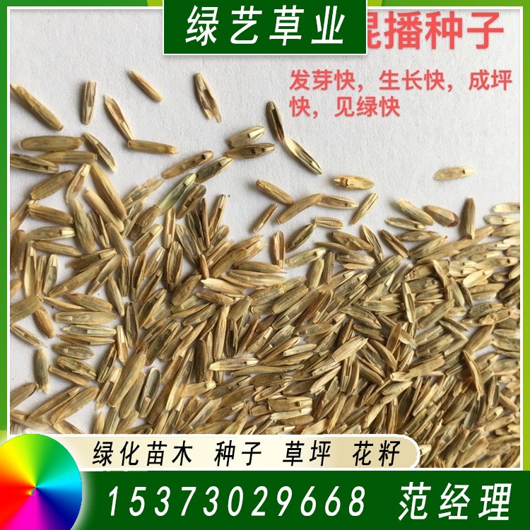 兰引三号草皮 足球运动场草卷 大量批量供应结缕兰引三号草约3.98元,约3.88元,约3.68元(图7)