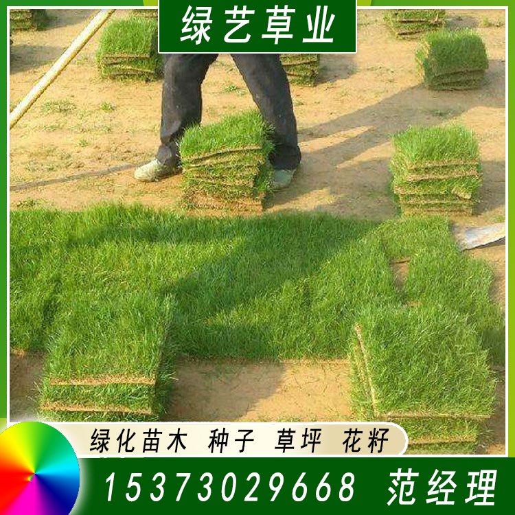兰引三号草皮 足球运动场草卷 大量批量供应结缕兰引三号草约3.98元,约3.88元,约3.68元(图9)