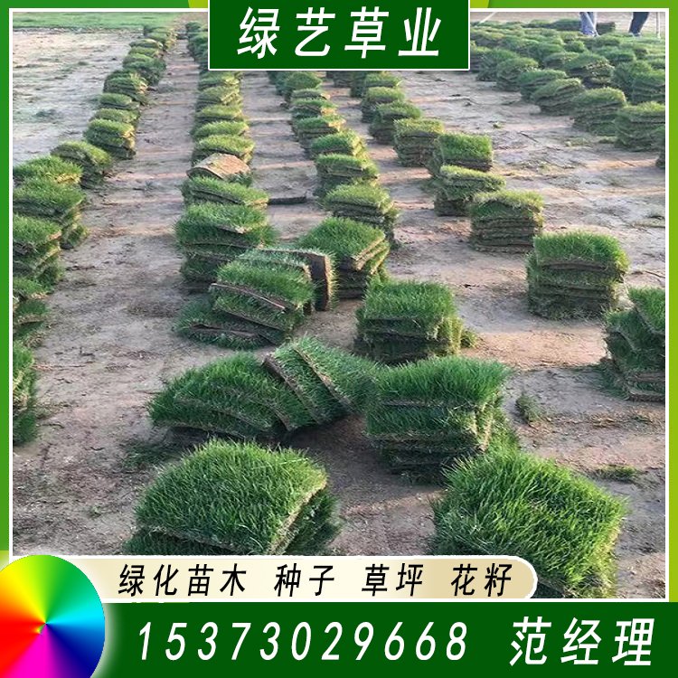 兰引三号草皮 足球运动场草卷 大量批量供应结缕兰引三号草约3.98元,约3.88元,约3.68元(图11)