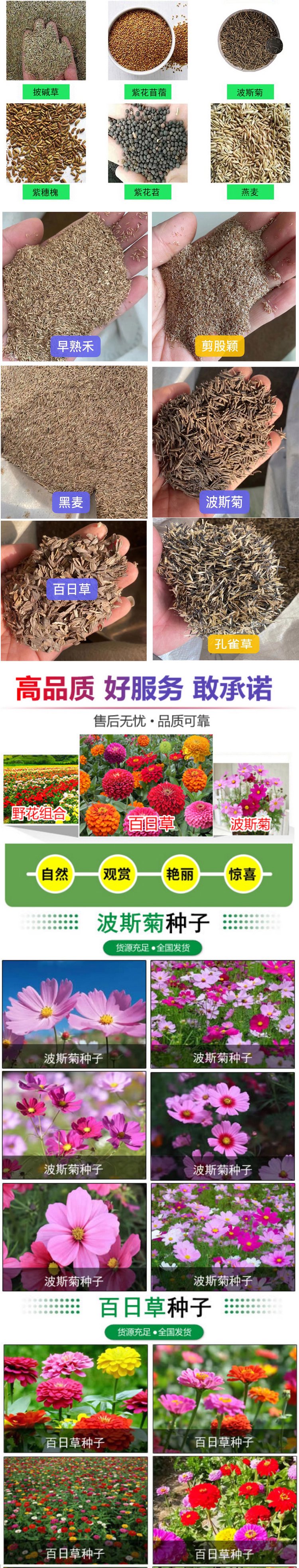 兰引三号草皮 足球运动场草卷 大量批量供应结缕兰引三号草约3.98元,约3.88元,约3.68元(图14)