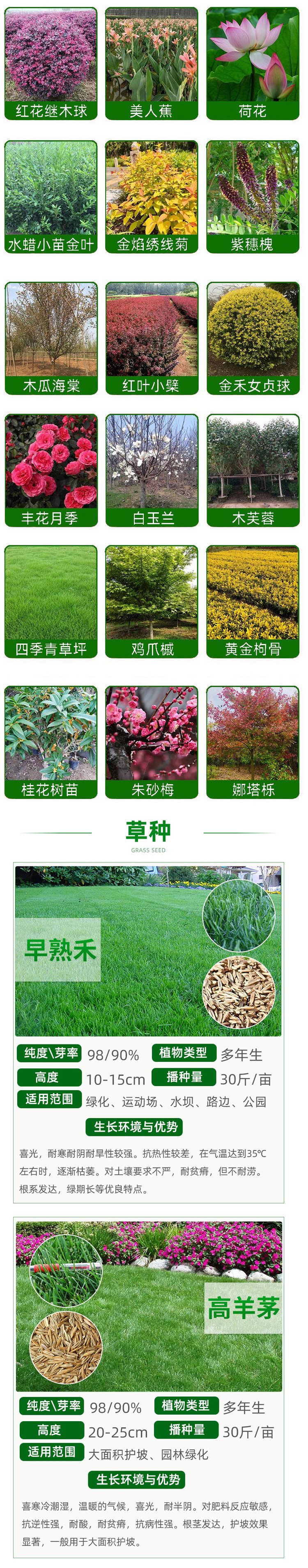 兰引三号草皮 足球运动场草卷 大量批量供应结缕兰引三号草约3.98元,约3.88元,约3.68元(图16)