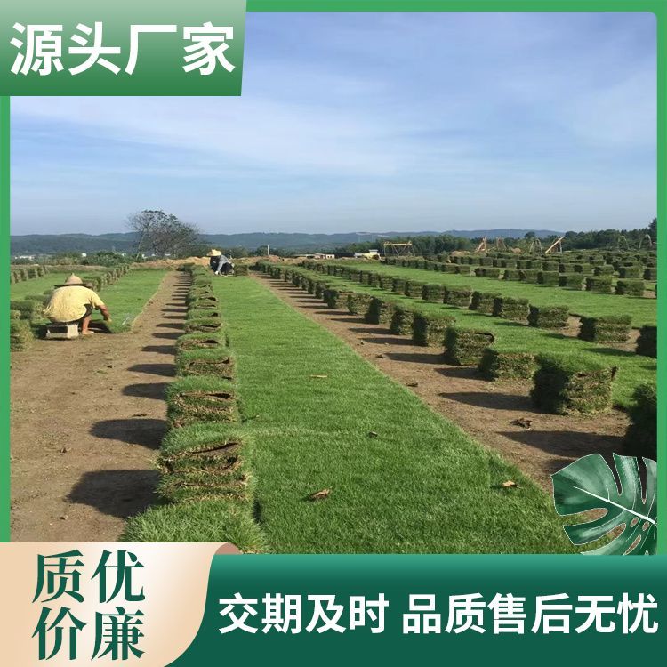 泉州兰引三号草皮草皮厂家批发 货号 3201 无杂草 公园社区约3.00元(2)