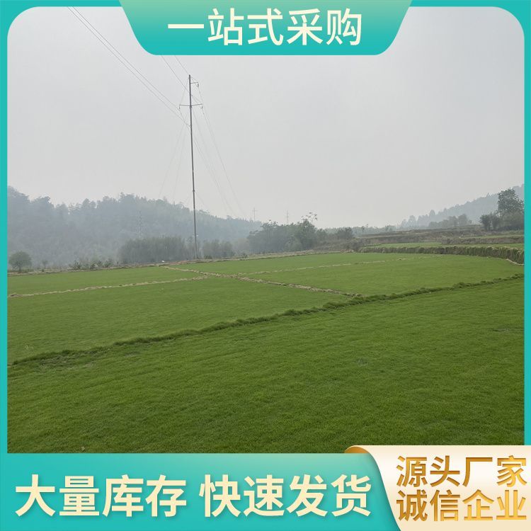泉州兰引三号草皮草皮厂家批发 货号 3201 无杂草 公园社区约3.00元