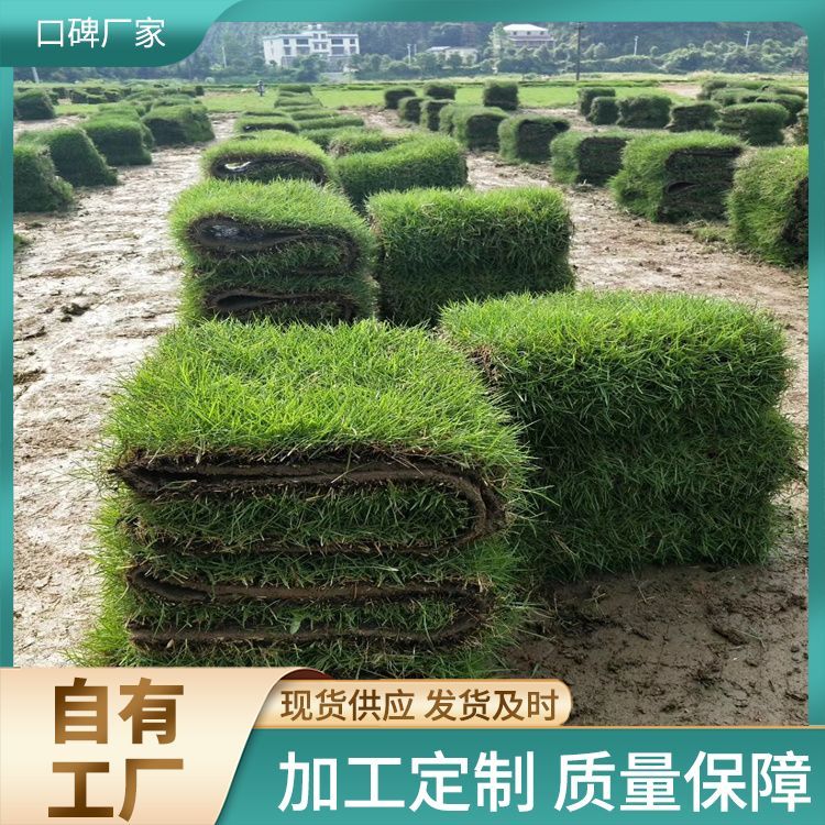 泉州兰引三号草皮草皮厂家批发 货号 3201 无杂草 公园社区约3.00元(12)