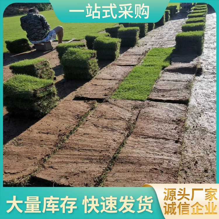 泉州兰引三号草皮草皮厂家批发 货号 3201 无杂草 公园社区约3.00元(11)