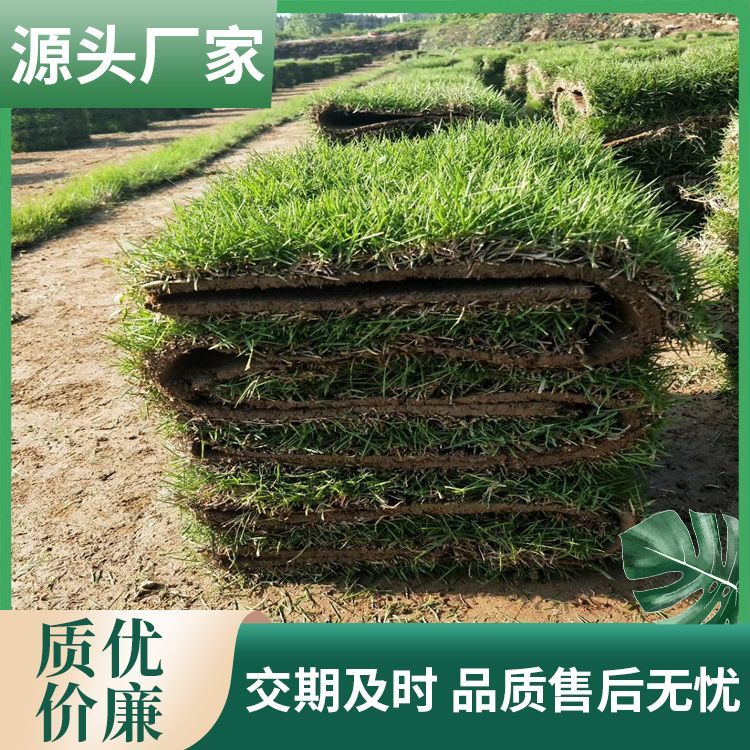 泉州兰引三号草皮草皮厂家批发 货号 3201 无杂草 公园社区约3.00元(13)