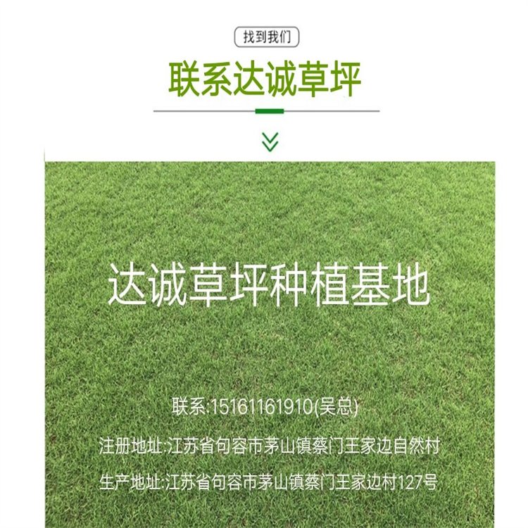 达诚兰引三号草皮的特性 冬季兰引三 号颜色变化约2.00元(15)