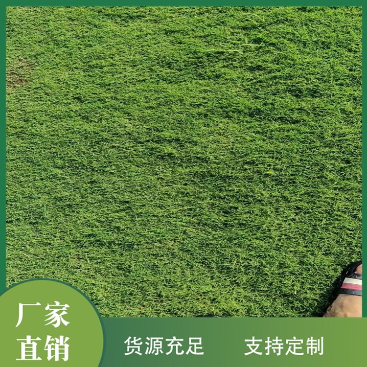 达诚兰引三号草皮的特性 冬季兰引三 号颜色变化约2.00元(17)