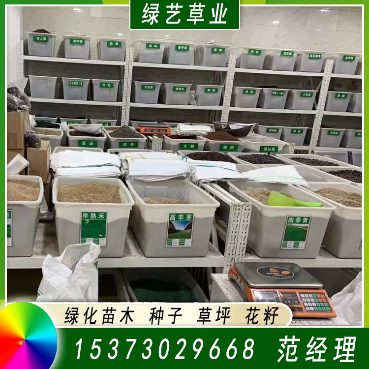 兰引三号足球场草 草坪草皮基地供应 绿化专用优质兰引3号约3.89元,约3.68元,约3.58元