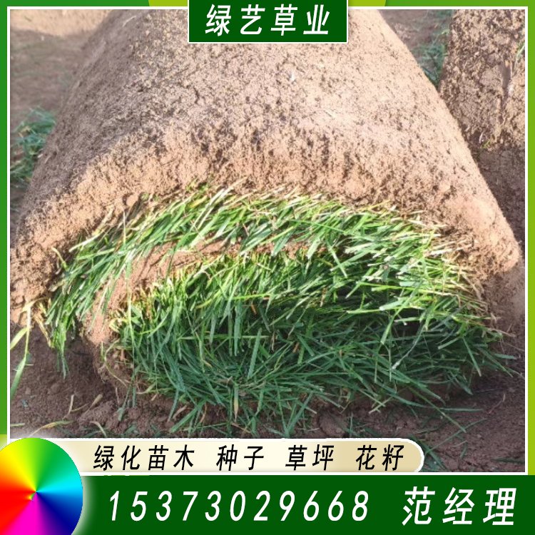 兰引三号足球场草 草坪草皮基地供应 绿化专用优质兰引3号约3.89元,约3.68元,约3.58元(图2)