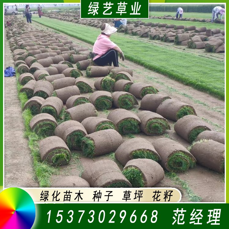 兰引三号足球场草 草坪草皮基地供应 绿化专用优质兰引3号约3.89元,约3.68元,约3.58元(图4)