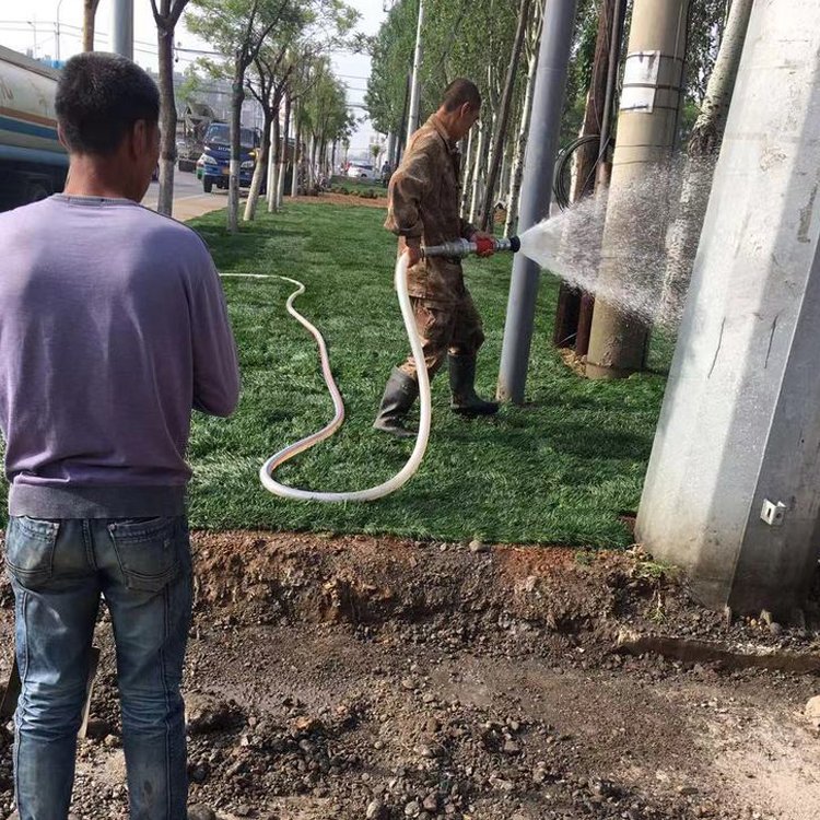 兰引三号足球场草 草坪草皮基地供应 绿化专用优质兰引3号约3.89元,约3.68元,约3.58元(图3)