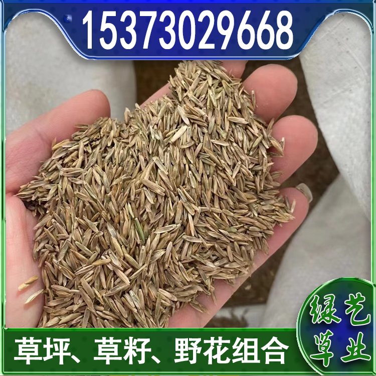 兰引三号足球场草 草坪草皮基地供应 绿化专用优质兰引3号约3.89元,约3.68元,约3.58元(图10)