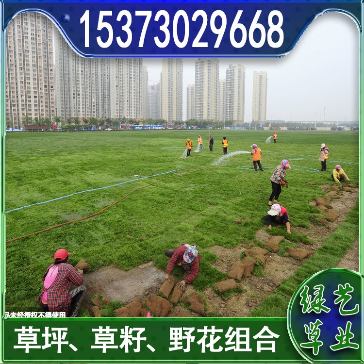 兰引三号足球场草 草坪草皮基地供应 绿化专用优质兰引3号约3.89元,约3.68元,约3.58元(图8)
