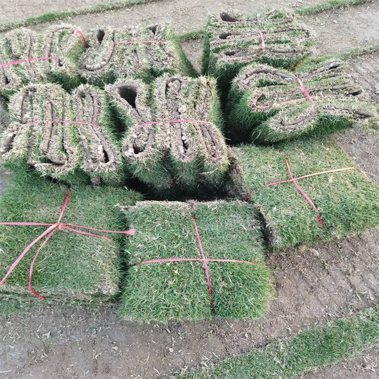 桂林兰引三号草卷 草坪基地 草皮密度大约3.50元,约3.40元,约3.30元(4) 桂林兰引三号草卷 草坪基地 草皮密度大约3.50元,约3.40元,约3.30元(4)