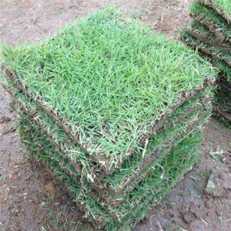 桂林兰引三号草卷 草坪基地 草皮密度大约3.50元,约3.40元,约3.30元(6) 桂林兰引三号草卷 草坪基地 草皮密度大约3.50元,约3.40元,约3.30元(6)