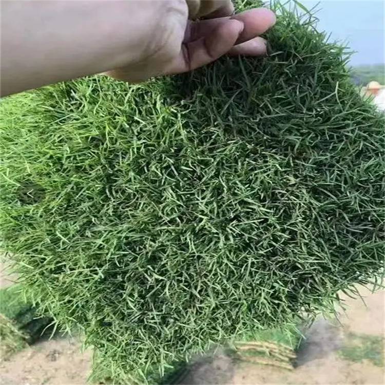 桂林兰引三号草卷 草坪基地 草皮密度大约3.50元,约3.40元,约3.30元(9) 桂林兰引三号草卷 草坪基地 草皮密度大约3.50元,约3.40元,约3.30元(9)