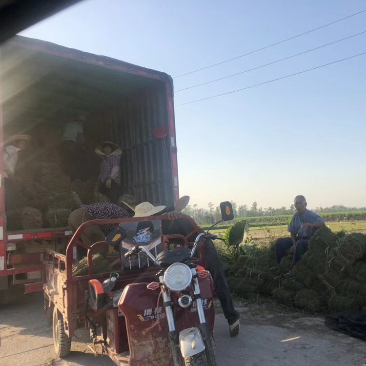 玉龙草 光明兰引三号剪草约6.50元(2) 玉龙草 光明兰引三号剪草约6.50元(2)