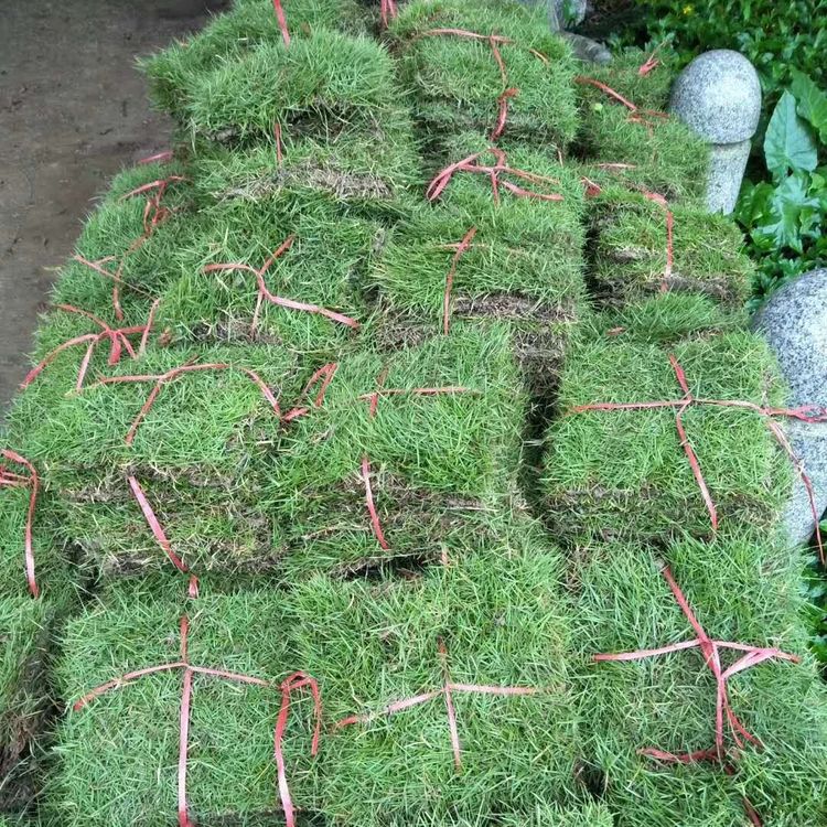 玉龙草 光明兰引三号剪草约6.50元(3) 玉龙草 光明兰引三号剪草约6.50元(3)