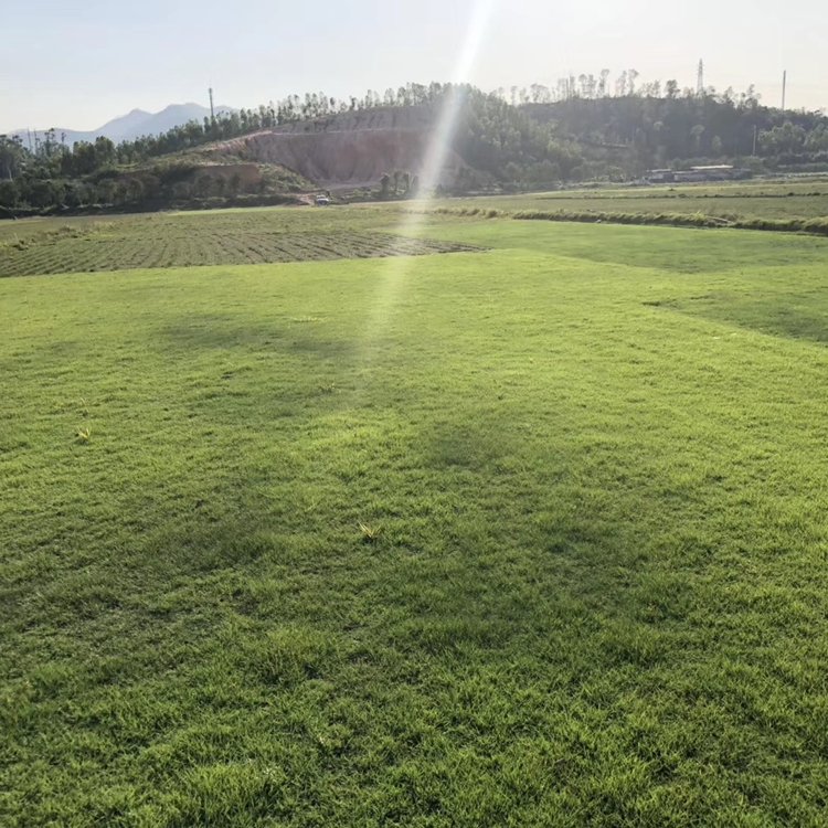 玉龙草 光明兰引三号剪草约6.50元(4) 玉龙草 光明兰引三号剪草约6.50元(4)