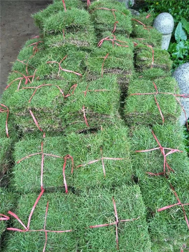 玉龙草 光明兰引三号剪草约6.50元(7) 玉龙草 光明兰引三号剪草约6.50元(7)