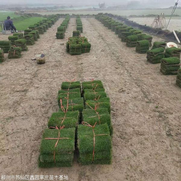 福建兰引三号草皮基地约3.10元(6)