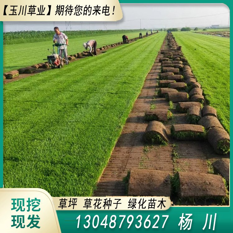 兰引三号草皮 足球运动场草卷 大量批量供应结缕兰引三号草约3.88元,约3.86元,约3.66元(图3)