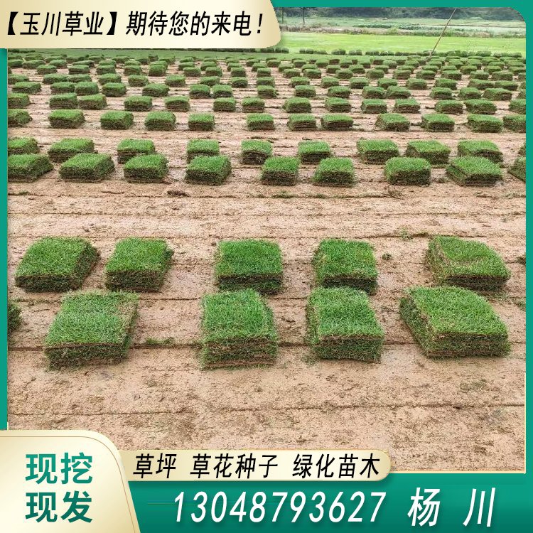 兰引三号草皮 足球运动场草卷 大量批量供应结缕兰引三号草约3.88元,约3.86元,约3.66元(图2)